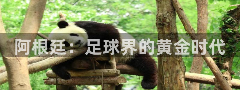世界杯比赛直播:阿根廷:足球界的黄金时代